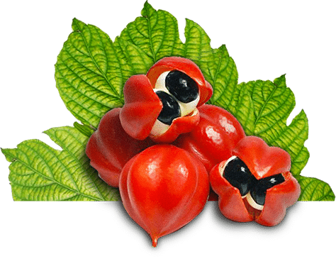 Vše, co potřebujete vědět o guaraně