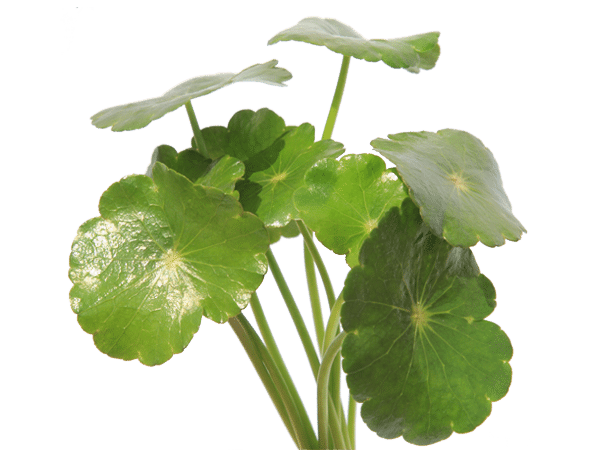 Co je to Brahmi a jaké má zdravotní výhody?