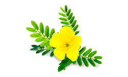 Co je to Tribulus a jak působí na náš organismus?