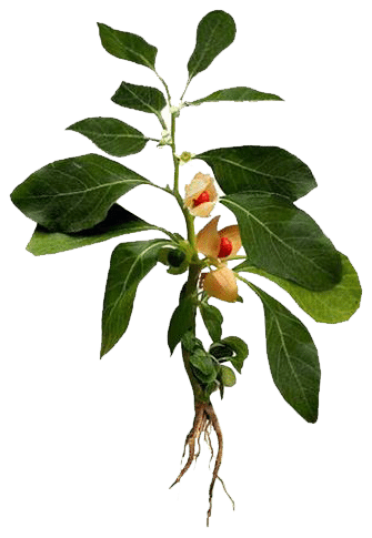 Ashwagandha je jedním z klenotů tradiční indické medicíny