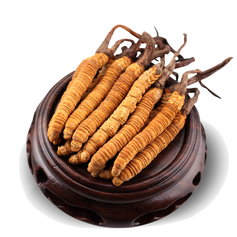 Cordyceps dokáže bojovat se stářím i různými chorobami