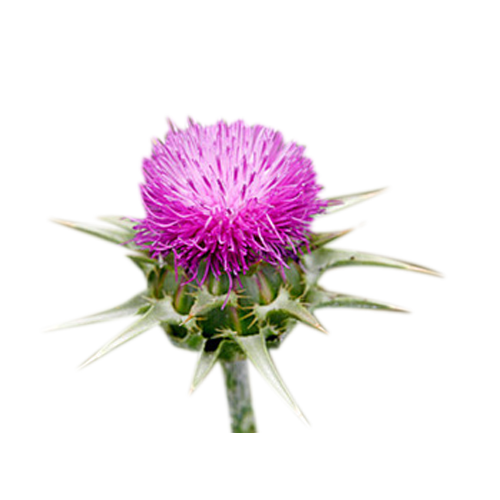 S čím vám může pomoci ostropestřec mariánský?