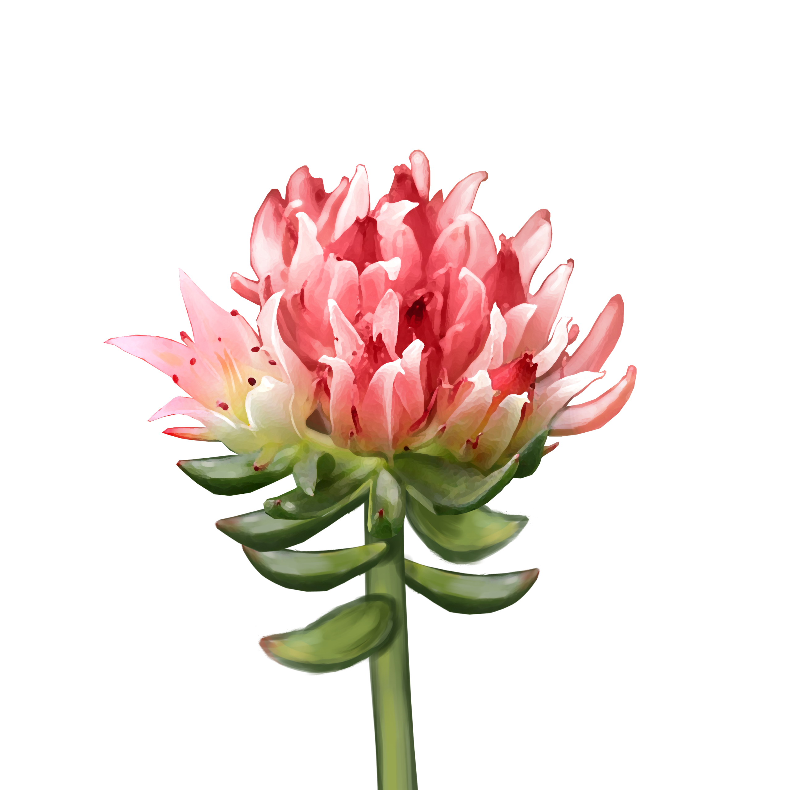 Rozchodnice růžová a vše, co o ní potřebujete vědět